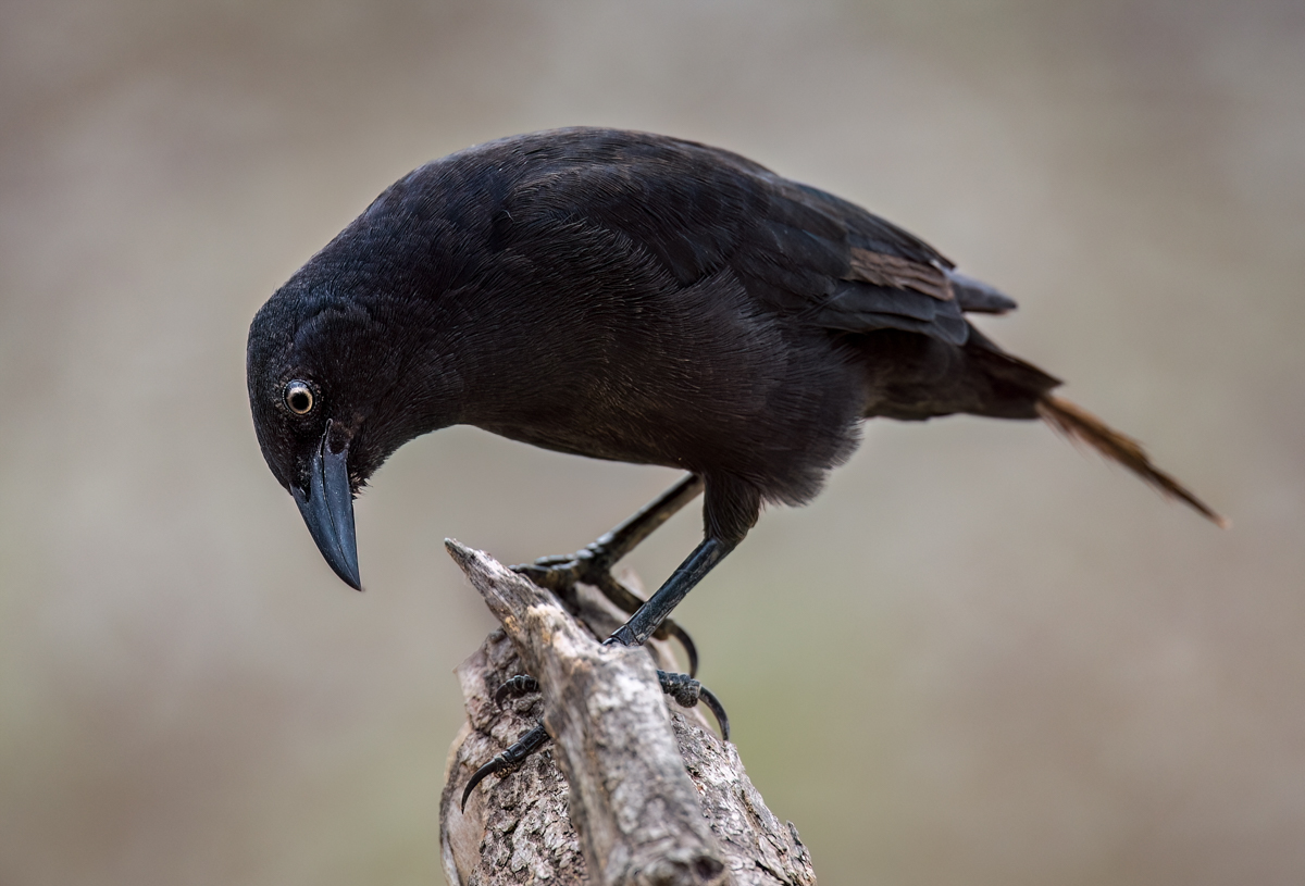 Carib Grackle