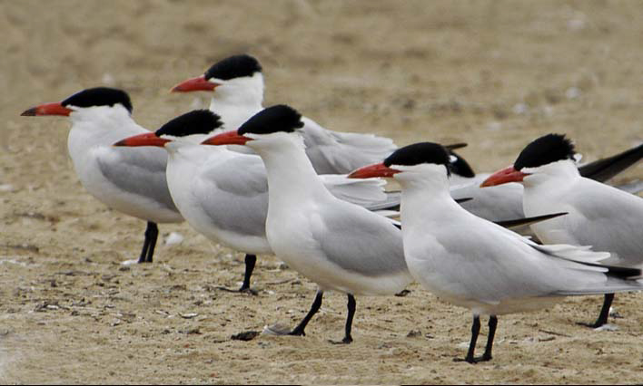 Caspian Tern - Owen Deutsch Photography