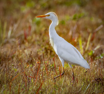 Cattle Egret