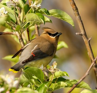 Cedar Waxwing