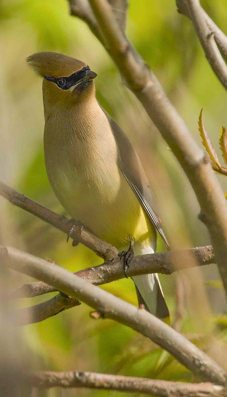 Cedar Waxwing - Owen Deutsch Photography