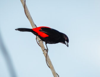 Cherrie's Tanager