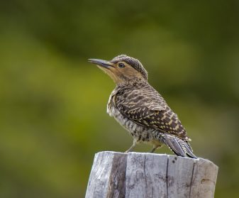 Chilean Flicker