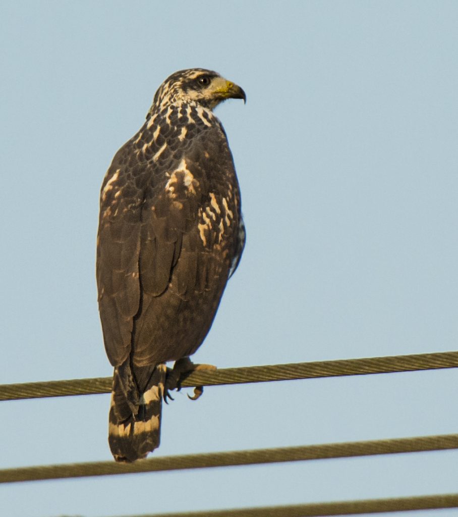 Common Black Hawk - Owen Deutsch Photography