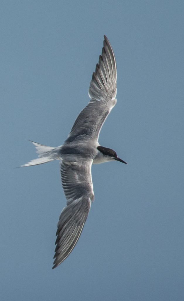 Common Tern - Owen Deutsch Photography