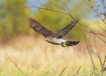 Cooper's Hawk
