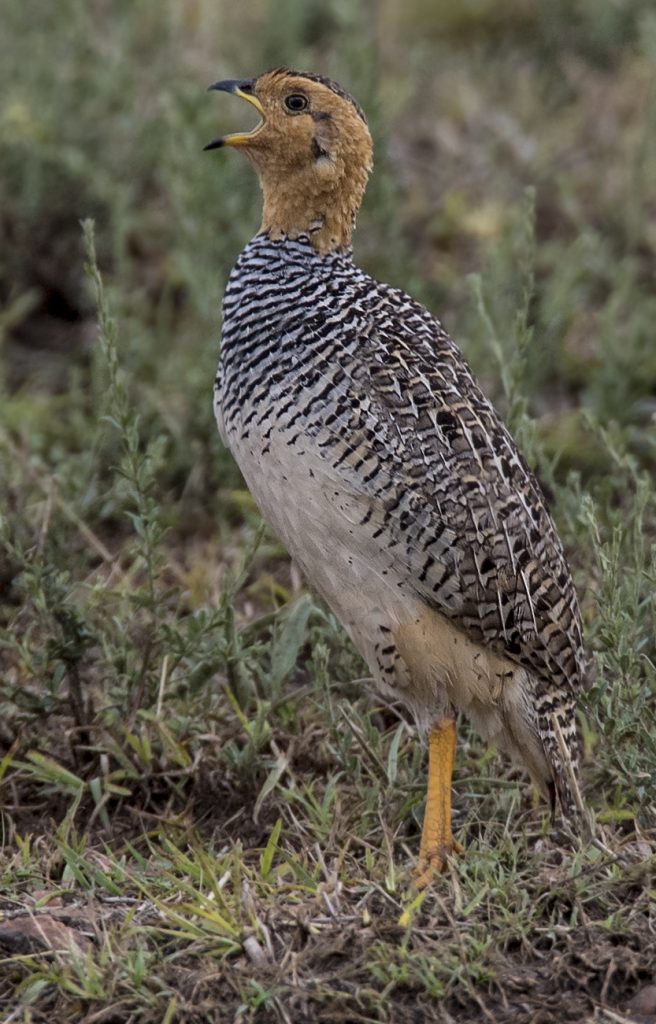 Coqui Francolin - Owen Deutsch Photography