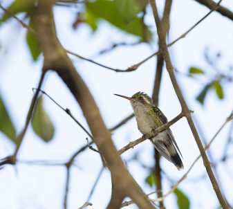 Cozumel Emerald