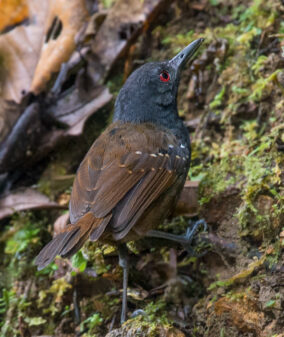 Dull-mantled Antbird