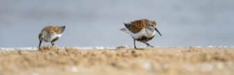 Dunlin