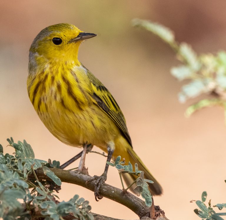 Golden Warbler - Owen Deutsch Photography