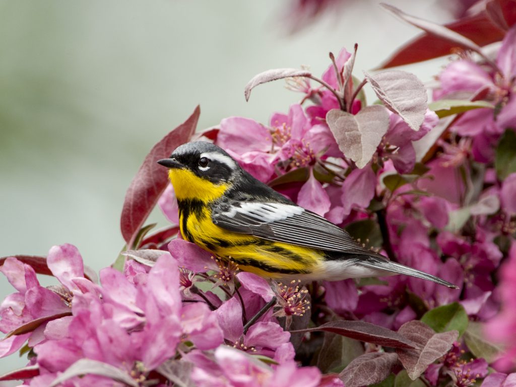 Magnolia Warbler | Wood Warblers | Owen Deutsch Photography