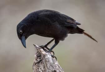 Carib Grackle