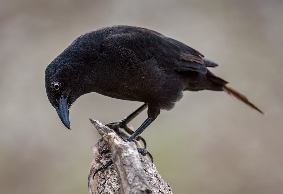 Carib Grackle