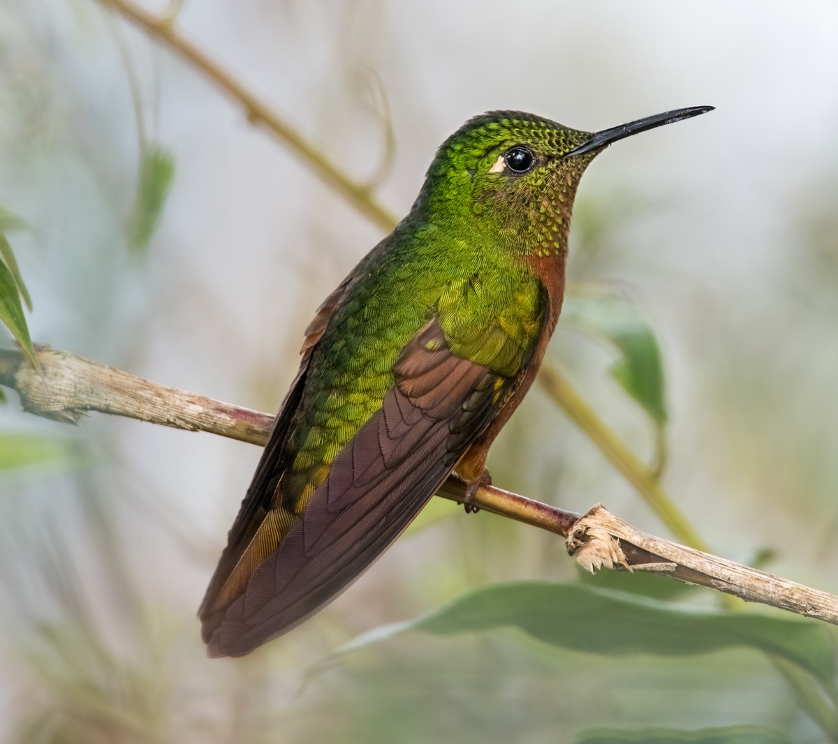 Chestnut-breasted Coronet