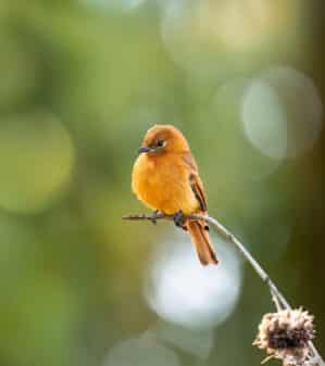 Cinnamon Flycatcher