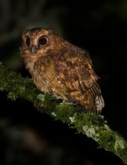 Cinnamon Screech Owl