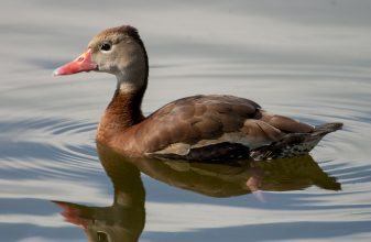 Black-bellied Whistling Duck