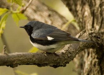 Black-throated Blue Warbler