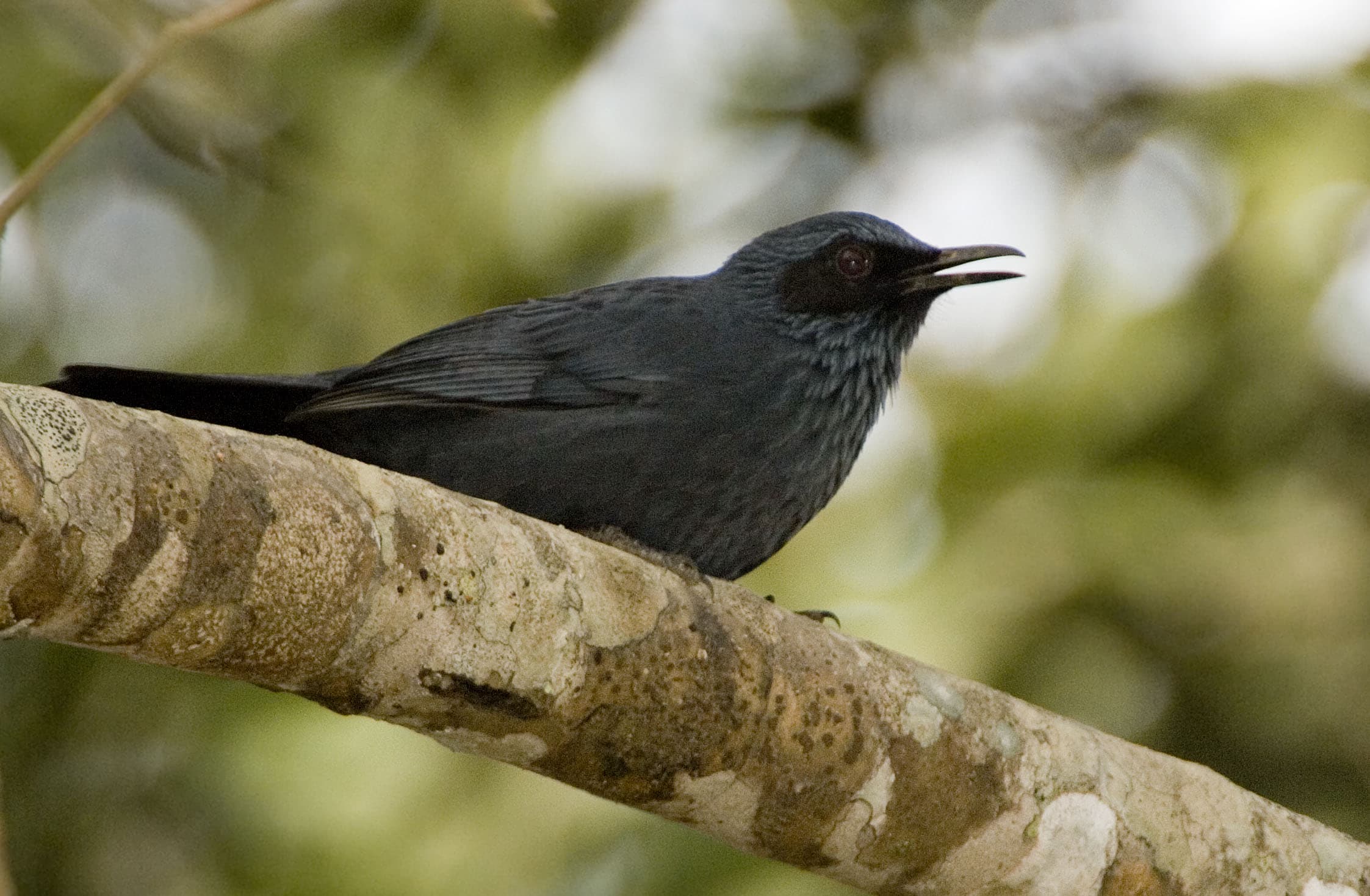 Blue Mockingbird | Bird Song | Bird Sounds | Birding