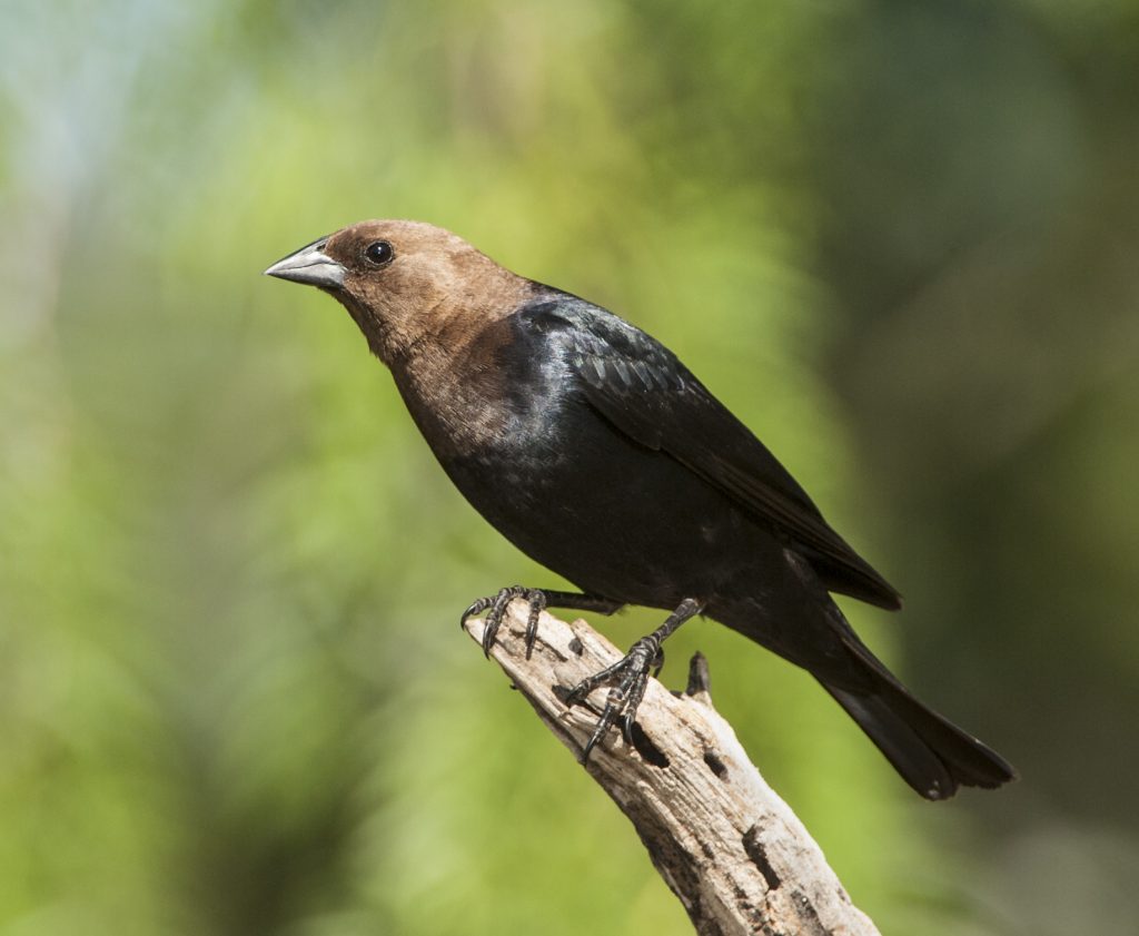 Brown-headed Cowbird | Chicago Photograpy | Passerine