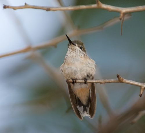 Bumblebee Hummingbird - Owen Deutsch Photography