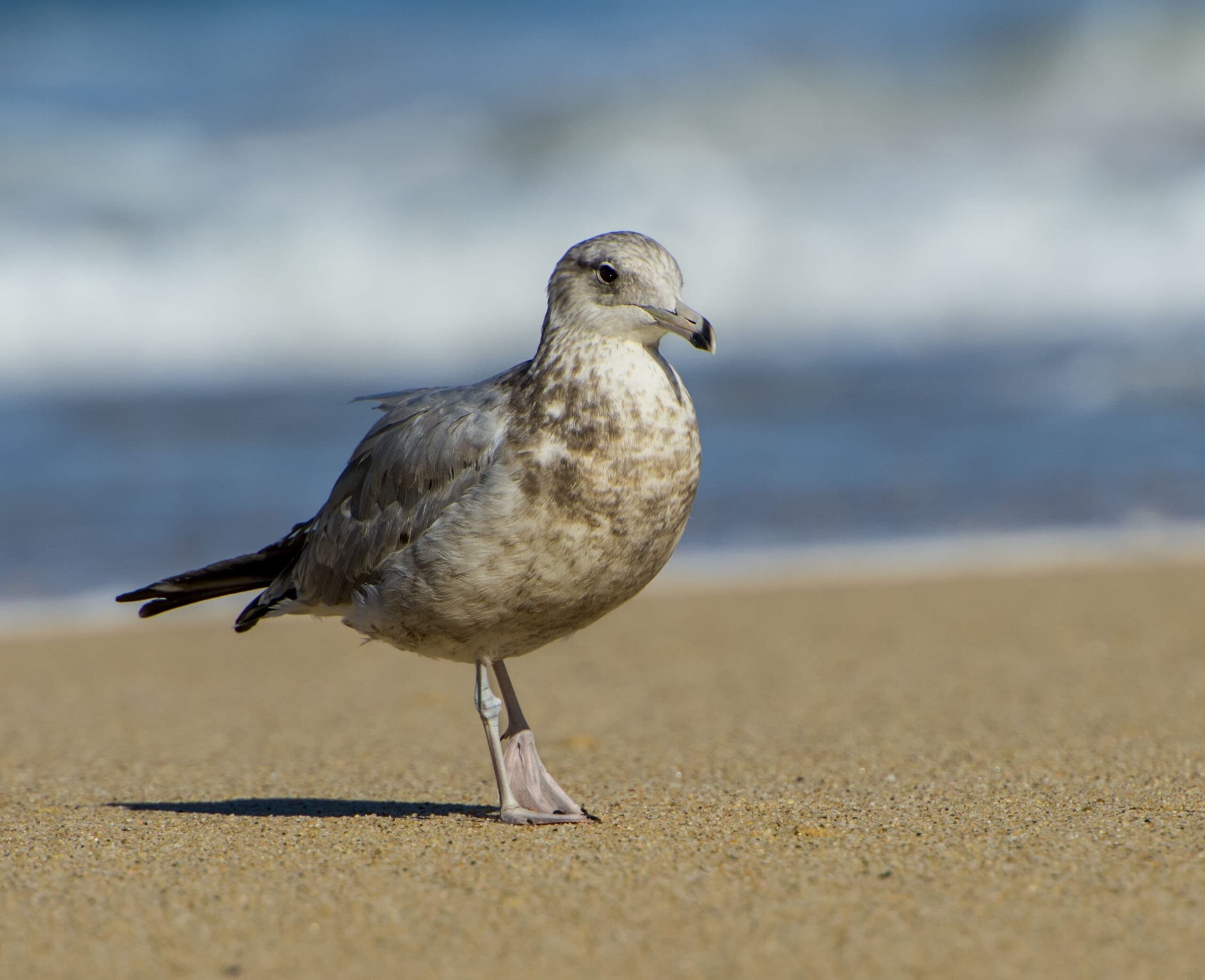 California Gull - Owen Deutsch Photography