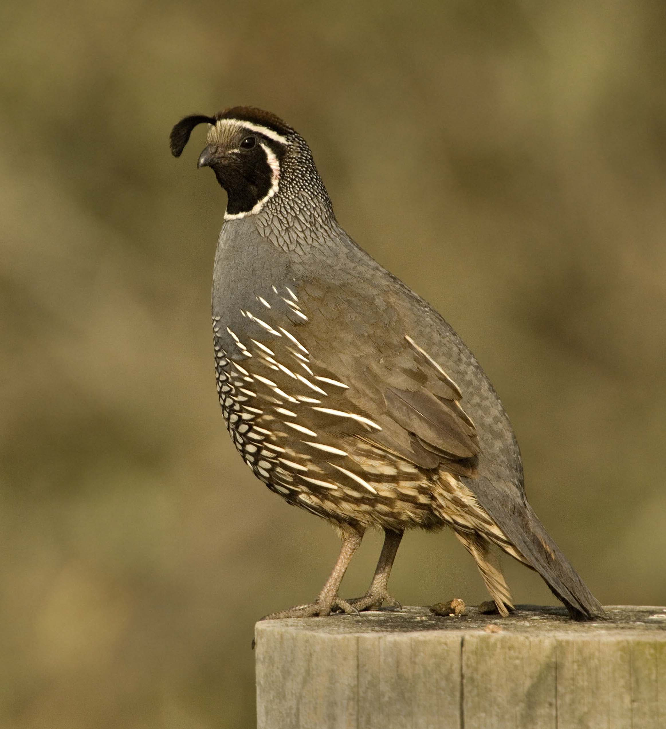 California Quail - Owen Deutsch Photography