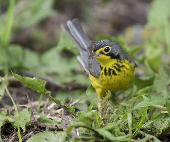 Canada Warbler