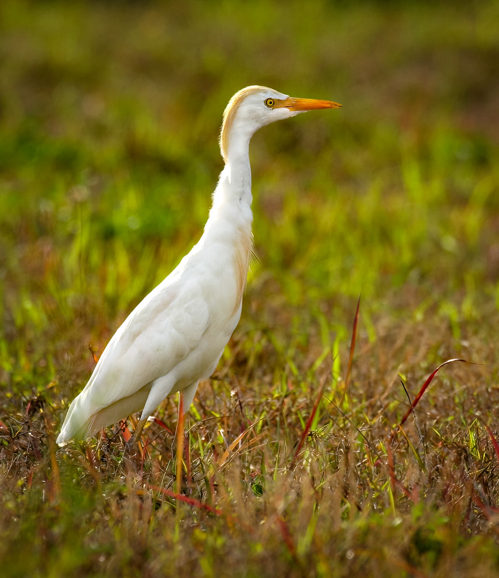 Cattle Egret Meaning In Punjabi