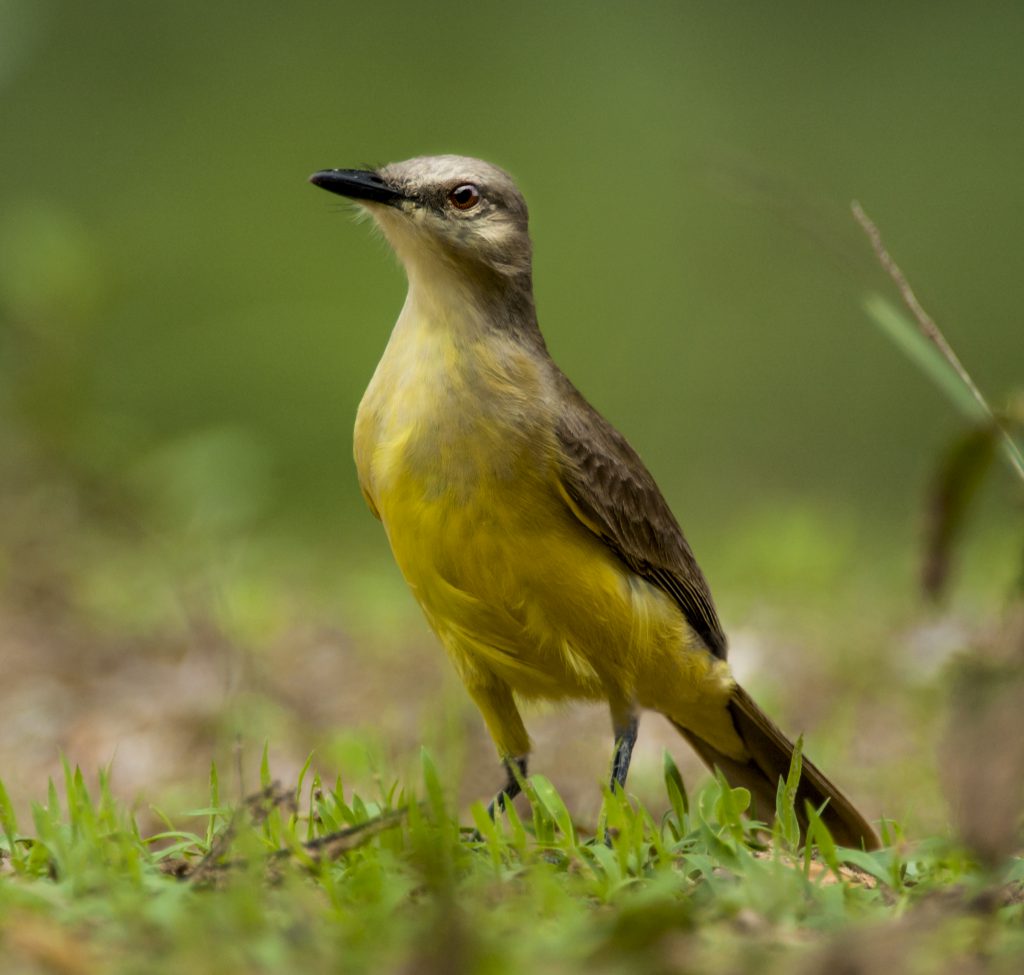 Cattle Tyrant Owen Deutsch Photography