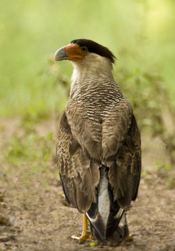 Crested Caracara - Owen Deutsch Photography