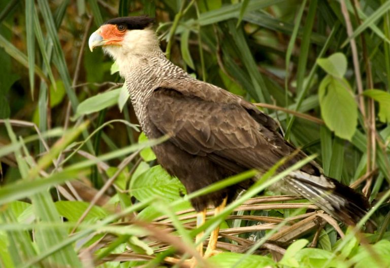 Crested Caracara - Owen Deutsch Photography