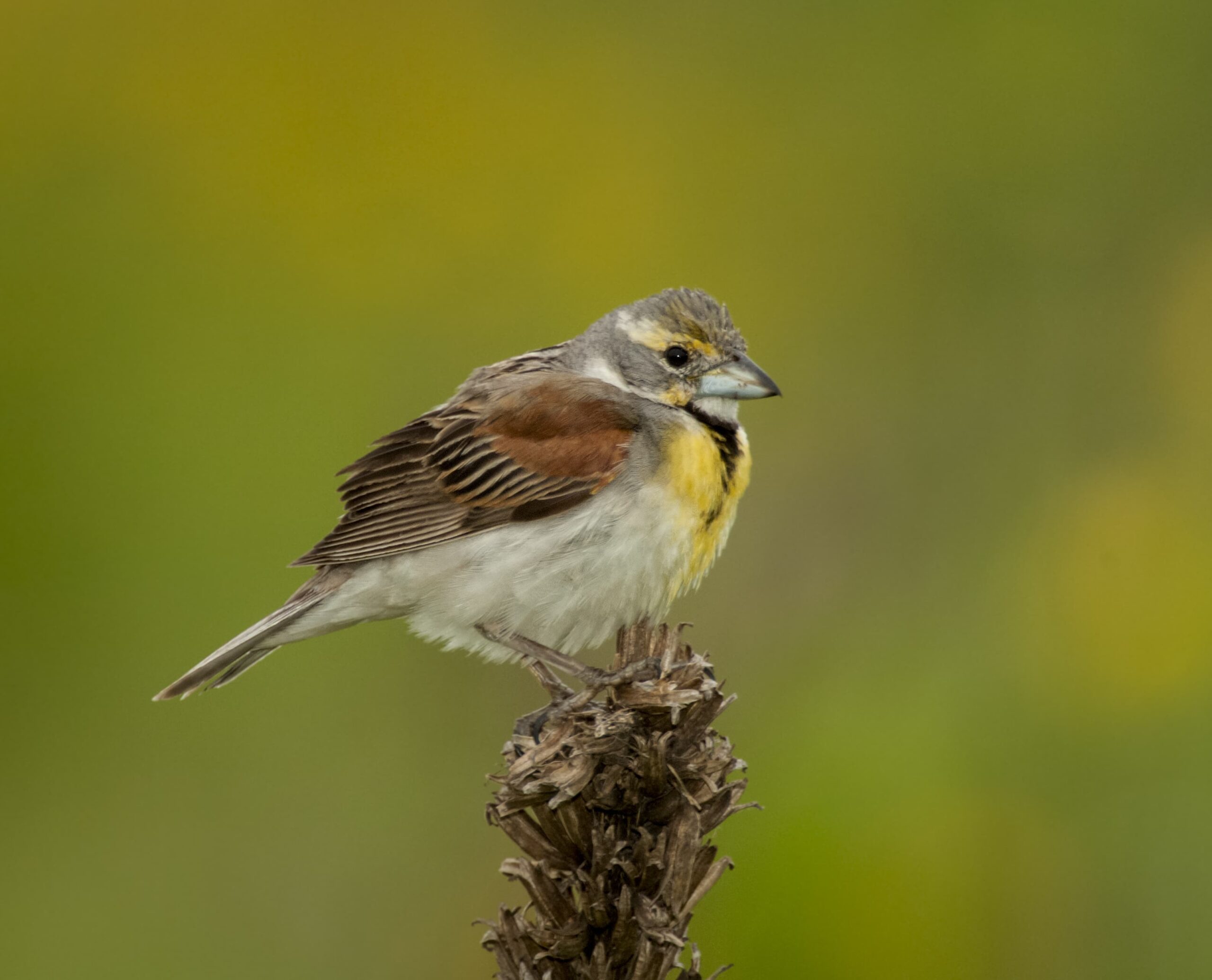 Dickcissel | Nature Photographer | Bird Song