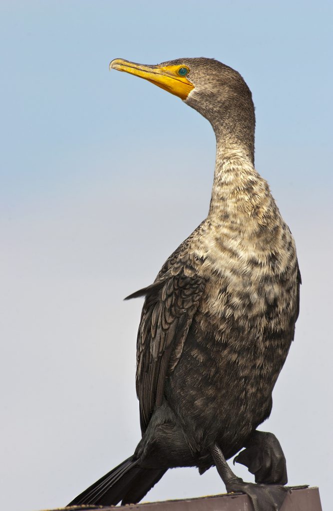 Double-crested Cormorant - Owen Deutsch Photography