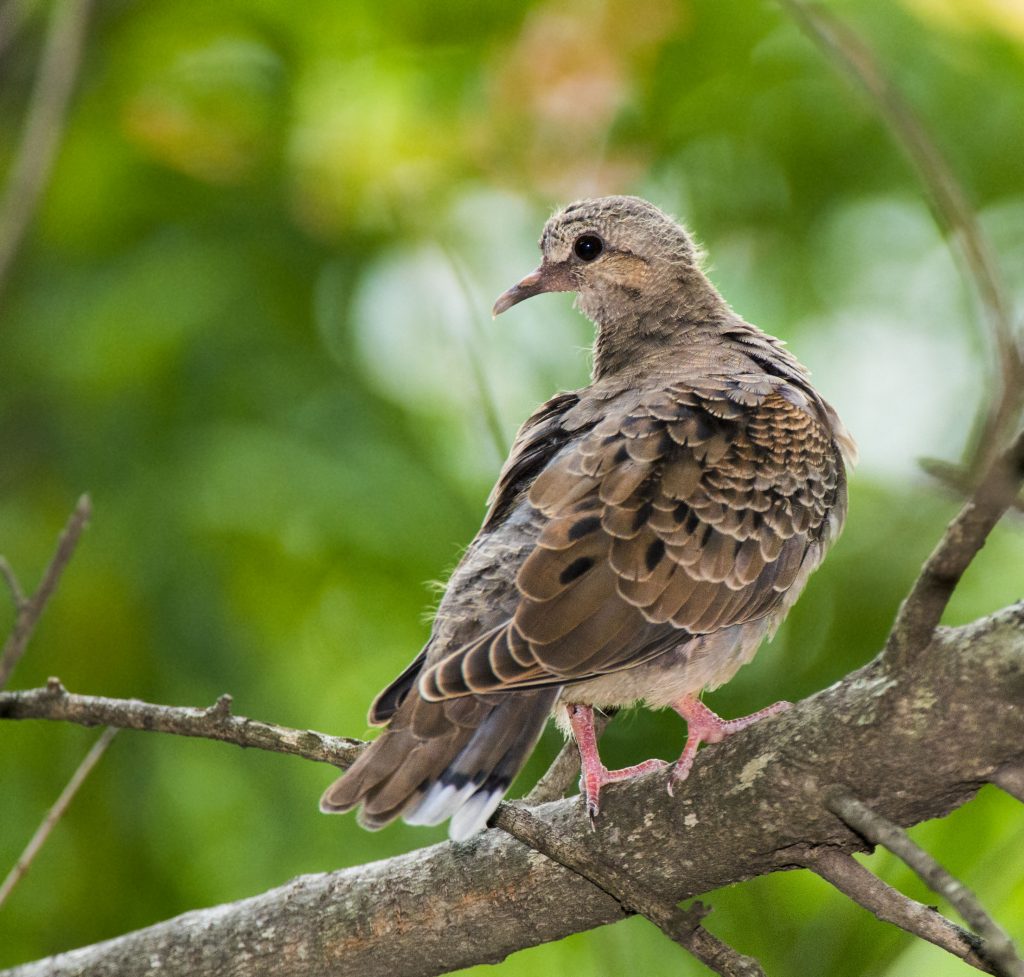 Eared Dove - Owen Deutsch Photography