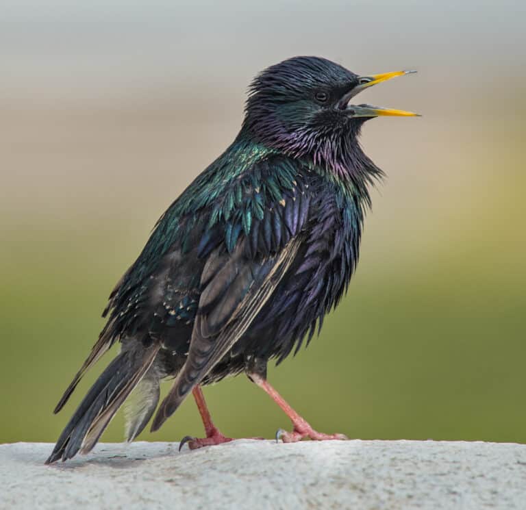 European Starling - Owen Deutsch Photography