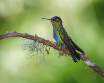 Fiery-throated Hummingbird