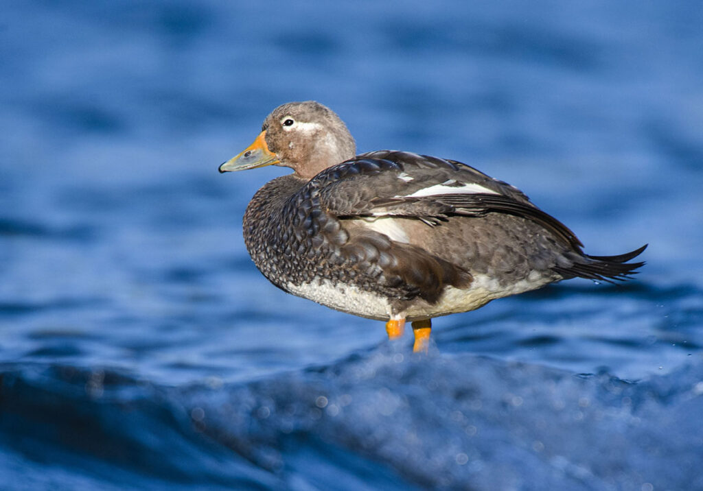 Flying Steamer Duck | Flying Birds Images - Owen Deutsch Photography