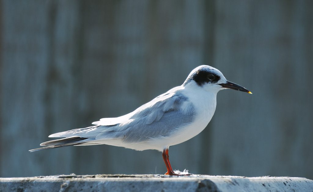 Forsters Tern Owen Deutsch Photography 8302