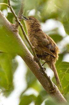 Freckle-breasted Thornbird