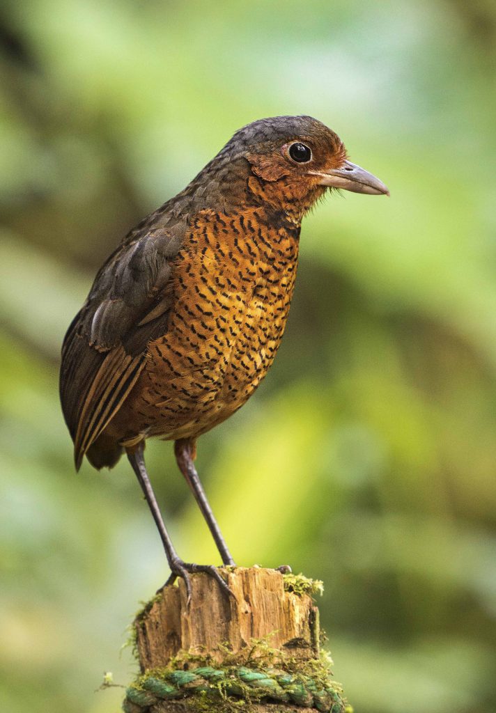 Giant Antpitta - Owen Deutsch Photography