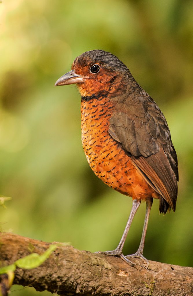 Giant Antpitta - Owen Deutsch Photography