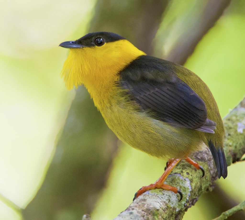 Golden-collared Manakin - Owen Deutsch Photography