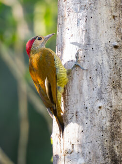 Golden-olive Woodpecker