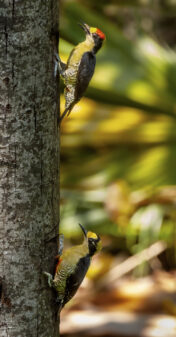 Golden-naped Woodpecker