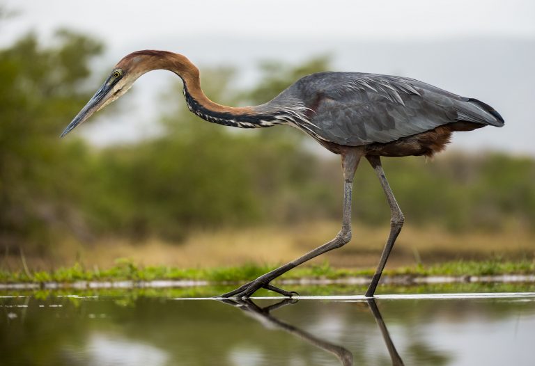 Goliath Heron - Owen Deutsch Photography