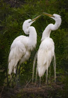 Great Egret