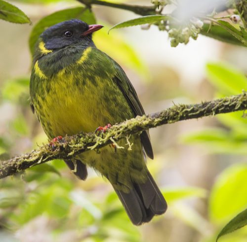 Green-and-black Fruiteater - Owen Deutsch Photography