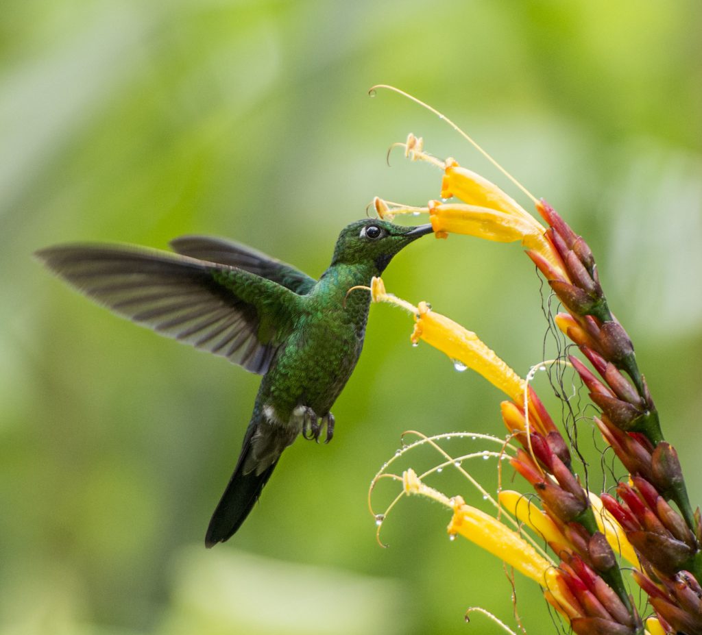 Green-crowned Brilliant - Owen Deutsch Photography